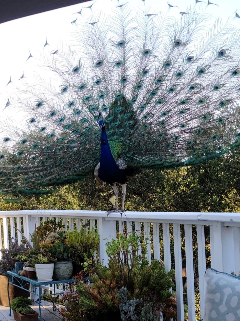 Wild Peacock Brightens Neighborhood