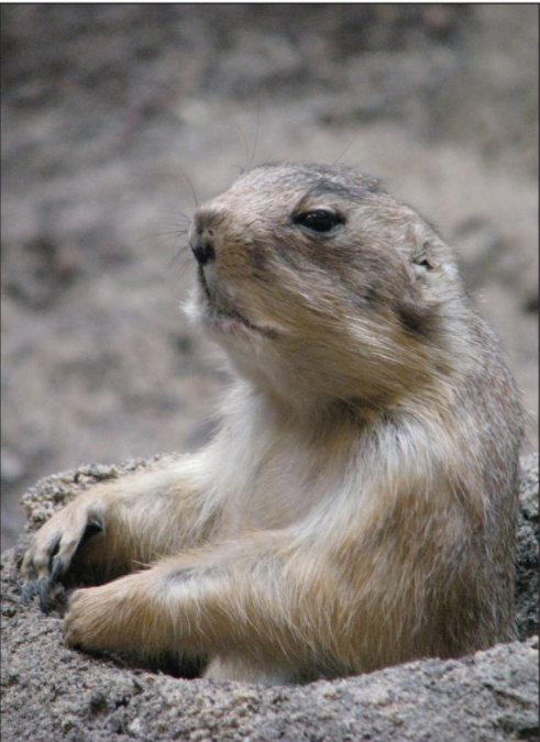 The Christian Origins of Groundhog Day