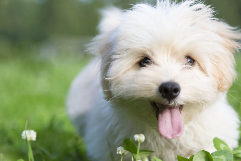 Love Your Pet: Canine Epilepsy